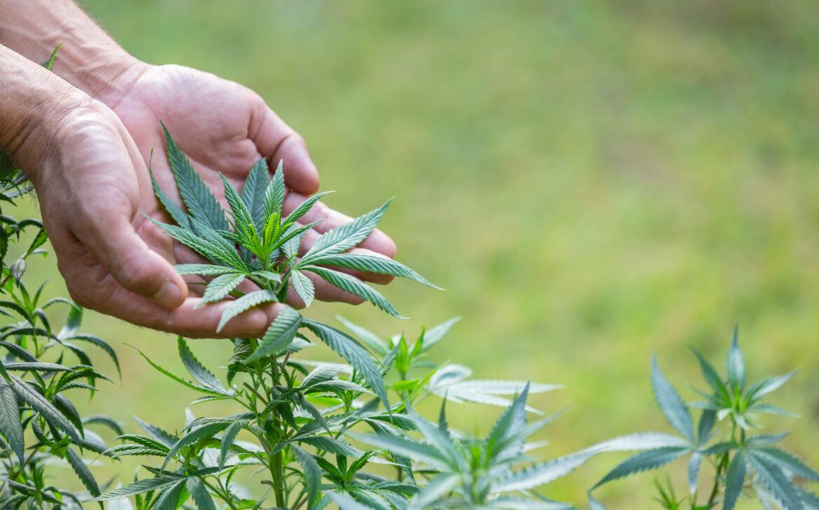 What type of drug is marijuana